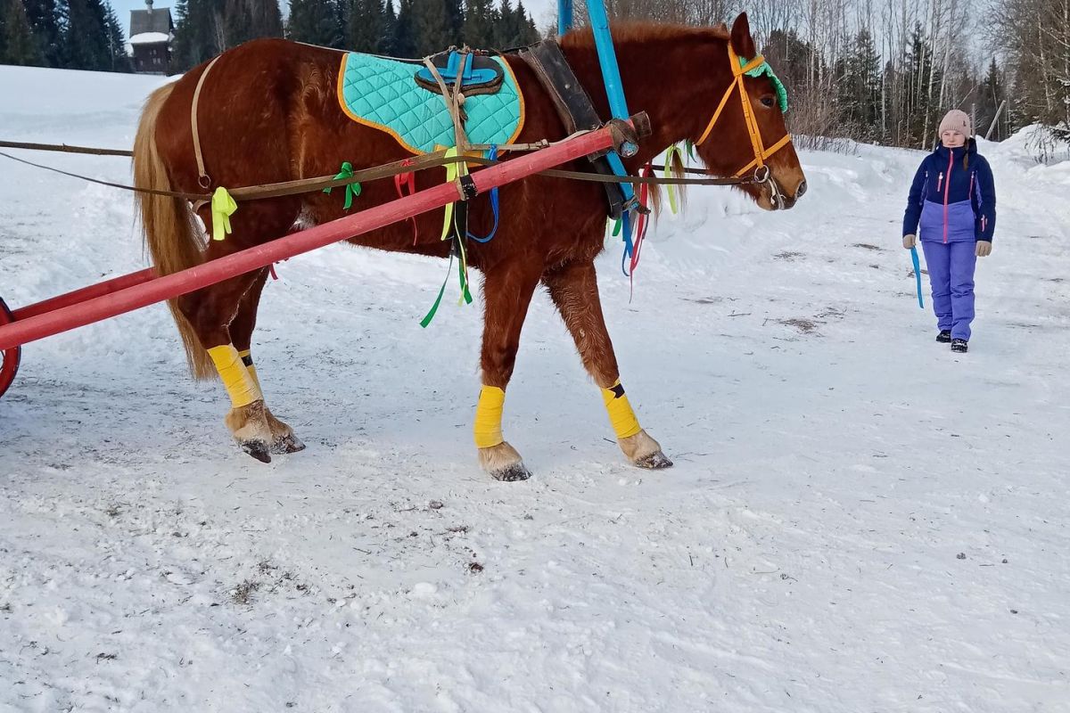 В тёплых объятиях Хохловки
